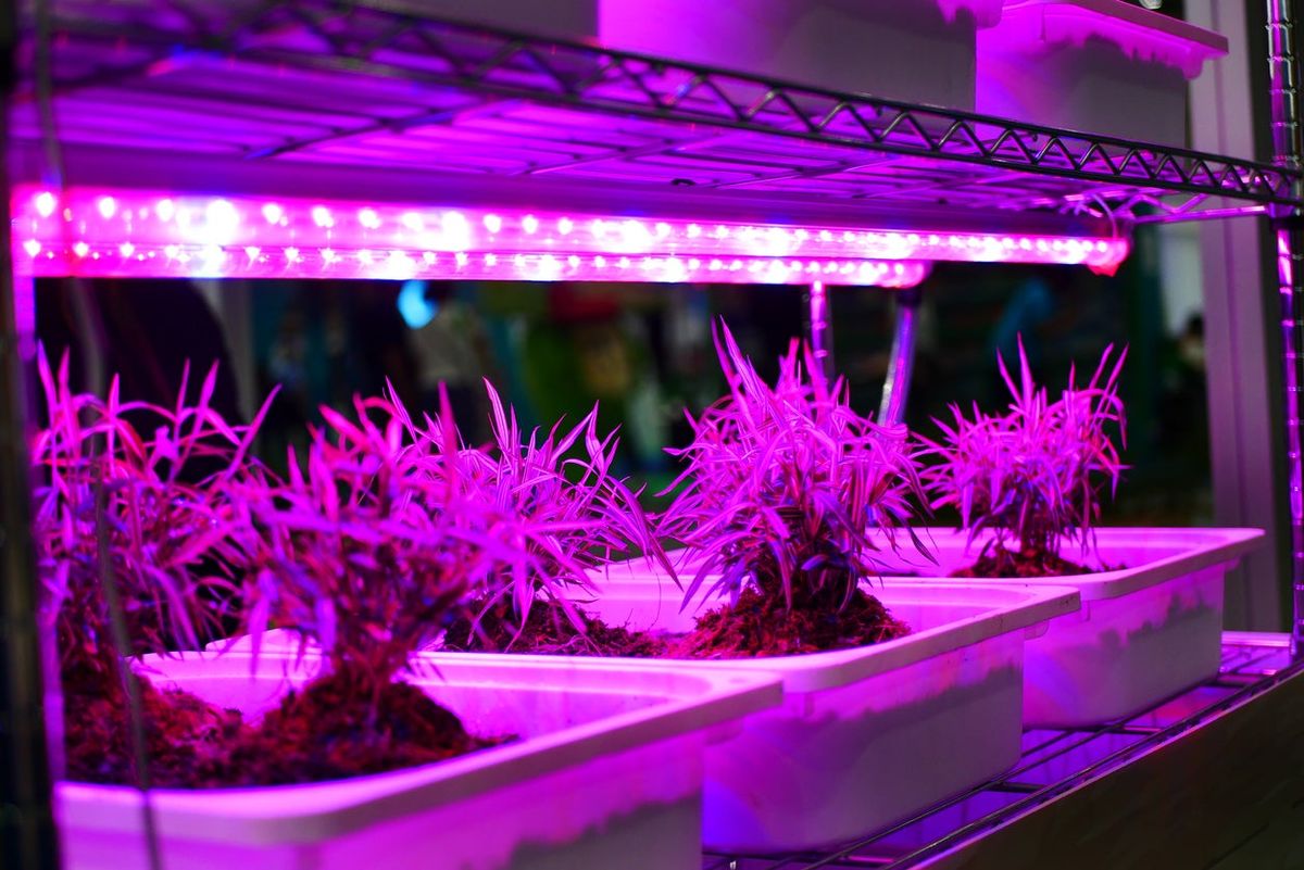 Grow light - LED strip – ABC-Led