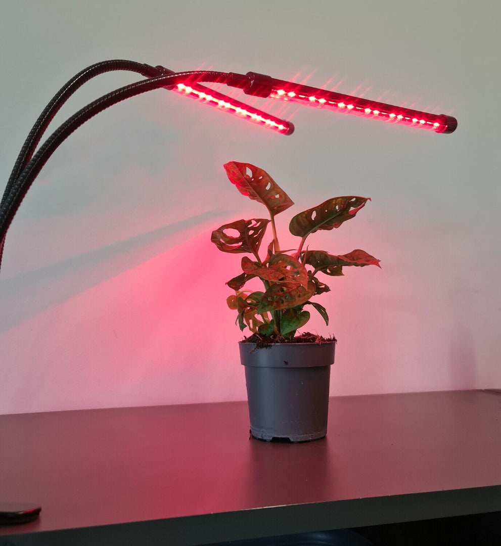 LED grow light - 2-way - Red/blue/purple - With controller and timer